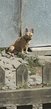 Bouledogue français adultes