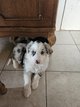 Chiot border collie merle