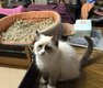 Chatons Ragdoll