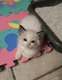 Chatons Ragdoll