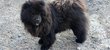 Chow chow adultes