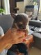 Chihuahua à réserver