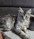 Chaton maine coon