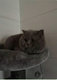 British shortair 100% plus que deux chatons