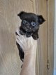 Chihuahua poils long