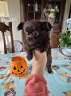 Chihuahua poils long