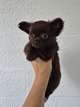 Chihuahua poils long