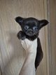 Chihuahua poils long