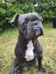 Bouledogue français  retraite
