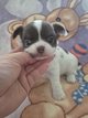Superbe femelle chihuahua pl