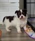 Superbe femelle chihuahua pl