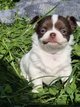 Superbe femelle chihuahua pl