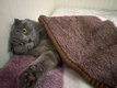 Scottish Fold (Tom)