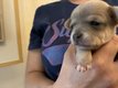 Chiots chihuahua