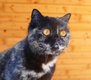 British shorthair à vendre