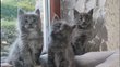 Chatons Maine Coon, lignées de champions