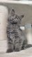 Chatons Maine Coon, lignées de champions
