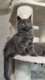 Chatons Maine Coon, lignées de champions