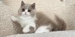 Chaton British Longhair
