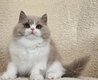 Chaton British Longhair