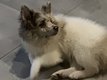 Spitz dernier petit chiot mâle