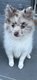 Spitz dernier petit chiot mâle