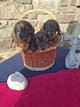 3 Teckel poil dur disponible