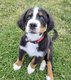 Chiot bouvier bernois de 4 mois