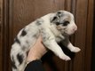 Chiots bergers australiens