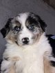 Chiots bergers australiens