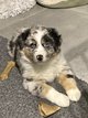 Chiots bergers australiens