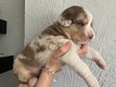 Chiots bergers australiens