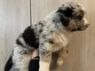 Chiots bergers australiens