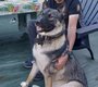 Husky croisé Malinois à donner
