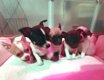 Chiot chihuahua