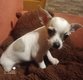 Chiot chihuahua