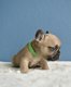Bouledogue français disponible à la réservation