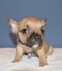 Bouledogue français disponible à la réservation