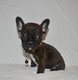 Bouledogue français disponible à la réservation