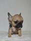 Bouledogue français disponible à la réservation