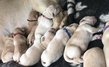 Labradors retriever à vendre
