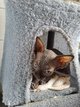 Magnifiques bébés Sphynx noirs avec pédigrée