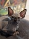 Magnifiques bébés Sphynx noirs avec pédigrée