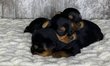 Mini chiots Yorkshire Terrier
