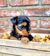 Mini chiots Yorkshire Terrier