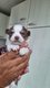 Bébé chihuahua