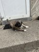 Kangal