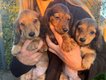Teckel chiot poils long
