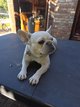 Bouledogue français Platinium