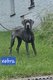 Dogue allemand